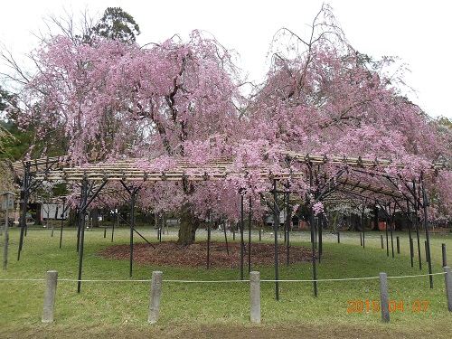 上賀茂神社の見事なしだれ桜❀